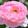 秋薔薇　セプタード・アイル