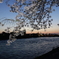 宇治川　桜