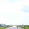 渡り鳥、道路を渡る。