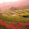彼岸花咲く棚田