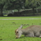 奈良公園