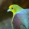 動物園のアオバト
