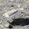 トウネンさんかな・・・。