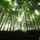 降り注ぐ太陽の光