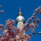 河津桜×東京スカイツリー