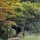 紅葉を見ながら散策