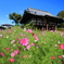 秋桜～般若寺～
