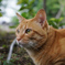 公園の猫　2