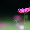 花便り　- 一凛の秋桜 -