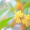 Osmanthus aurantiacus