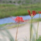 一足先に開花