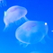 海月