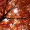 降り注ぐ紅葉