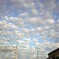 羊雲