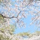 季節外れの桜