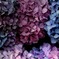 Hydrangea