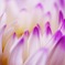 Dahlia