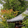 少し紅葉（建仁寺）