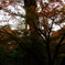 橋と紅葉