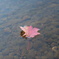 LRG_DSC00442