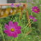 Cosmos