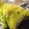 green bough