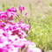 pink flower