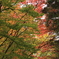 北海道札幌市の紅葉