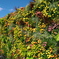 Flower wall