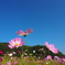 cosmos01