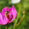 cosmos02