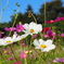 cosmos03