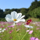 cosmos04