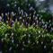 苔の森にて
