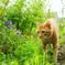 公園の猫　3