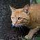 公園の猫　4