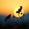 夕暮秋桜