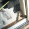 ねこのお昼寝