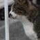 10月11日、朝のご近所猫 ②