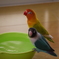 ボタンインコ