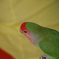 コザクラインコ