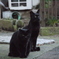 黒猫 