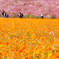 宮崎県 生駒高原 秋桜