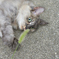 ねこじゃらし