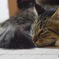 愛猫