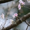 十月桜　Ⅱ