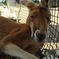 カンガルーもお疲れ？