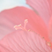 ふわり*