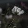 DSC01206  片思い　