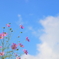 秋桜空
